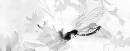 Elena Biringhelli / Stefania Ricci – Sottili e d’argento