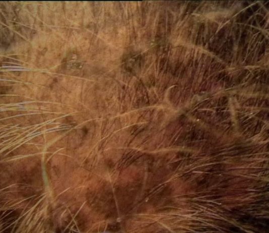 Il vano sforzo Thema_A.3