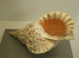 Francesca Vitale – Boule à neige Francesca Vitale – Boule à neige