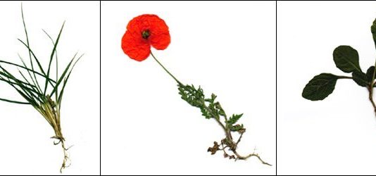 Francesco Nonino – Hortus pictus