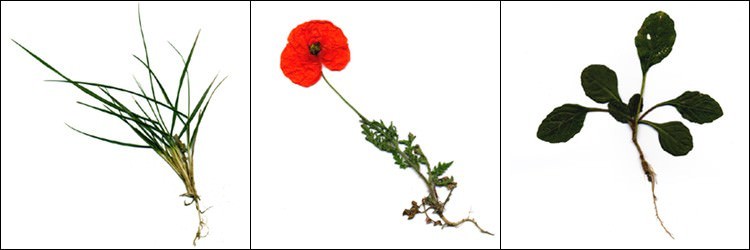 Francesco Nonino – Hortus pictushttps://www.exibart.com/repository/media/eventi/2005/04/francesco-nonino-8211-hortus-pictus.jpg