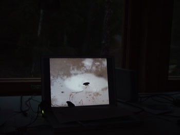 Rolf Julius – Penombra