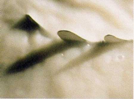 Antonio Rovaldi / Robert Vincent