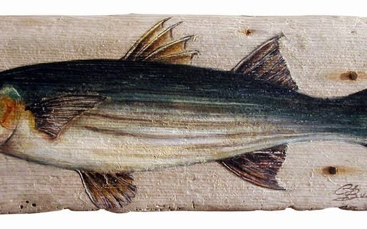 Carlotta Busignani – Fish Portraits