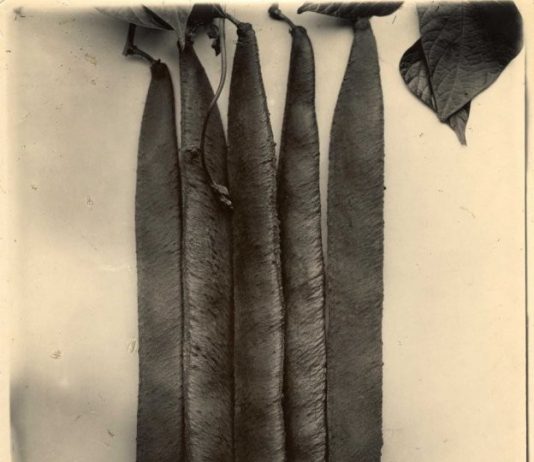 Charles Jones – Still Life Nature