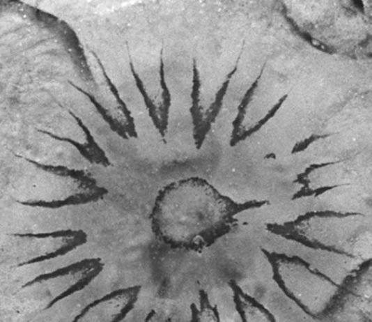 Ellen Börner – Natura e astrazione