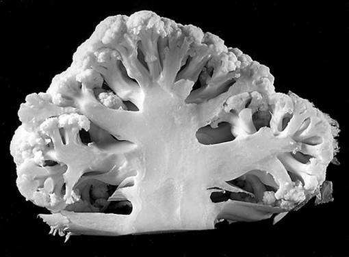 Francesco Arese Visconti – Naturalia party