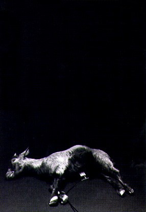 Marco Maria Giuseppe Scifo