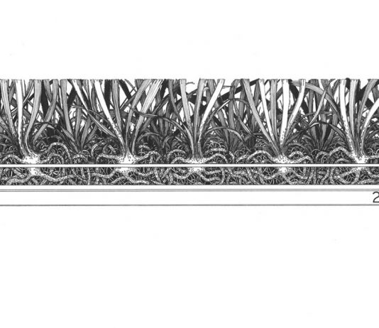 Nicola Toffolini – Parassita si nasce
