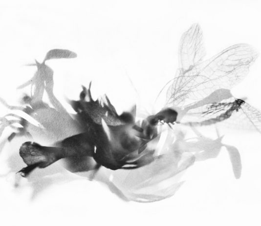 Stefania Ricci – Naturalia