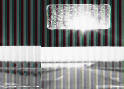 Warburghiana Warburghiana