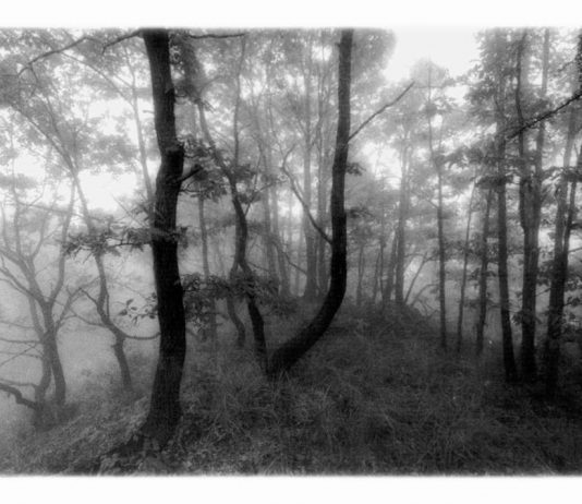 Davide Carrari – Alberi, acqua e micromontagne