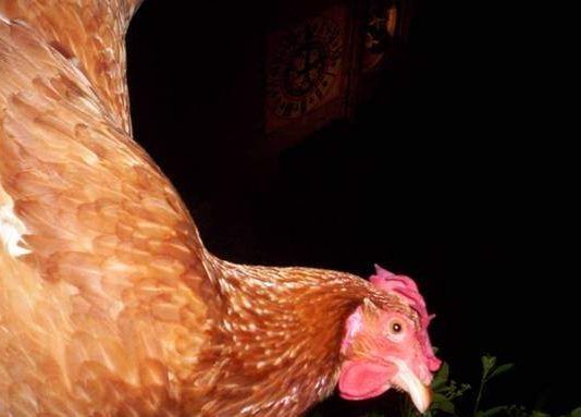 Non mangiando le farfalle Non mangiando le farfalle