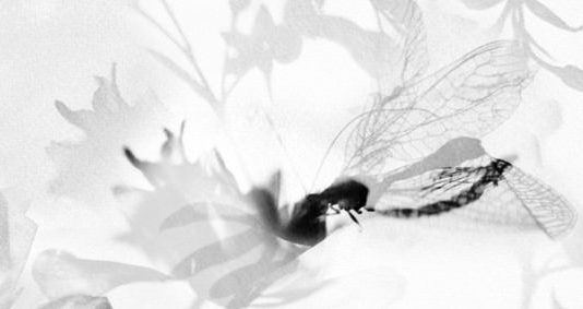 Schegge – Stefania Ricci Schegge – Stefania Ricci