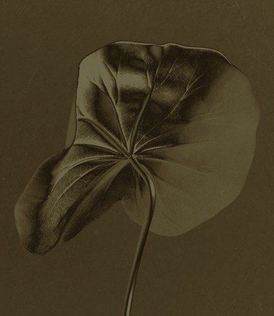 Sergio Zavattieri – Botanica
