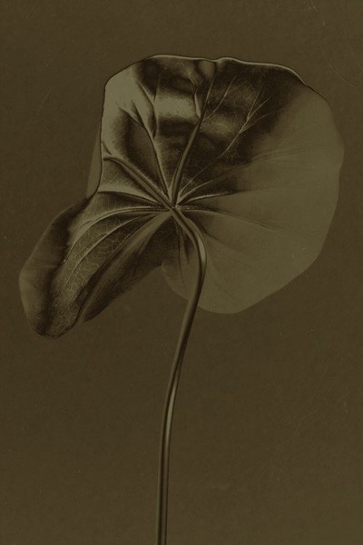 Sergio Zavattieri – Botanicahttps://www.exibart.com/repository/media/eventi/2005/06/sergio-zavattieri-8211-botanica.jpg