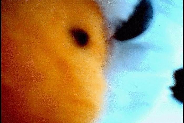 Split-Screen #8 – Luciano Maggiorehttps://www.exibart.com/repository/media/eventi/2005/06/split-screen-8-8211-luciano-maggiore.jpg