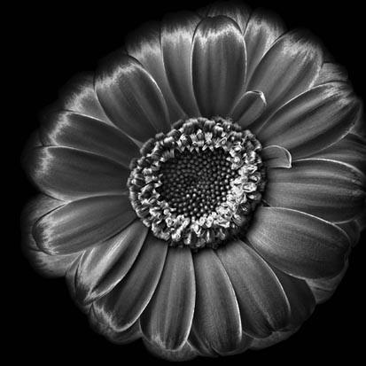 Massimo Gardone – Black flowers