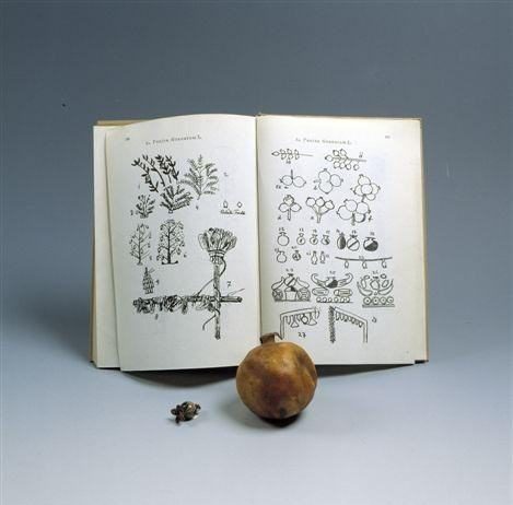 Dalla natura all’arte