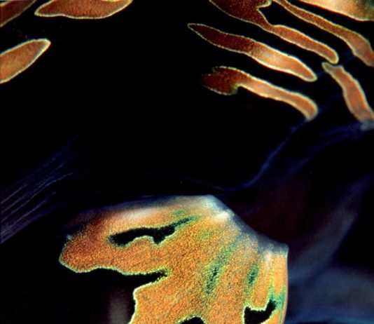 Dos Winkel – Pianeta Mare