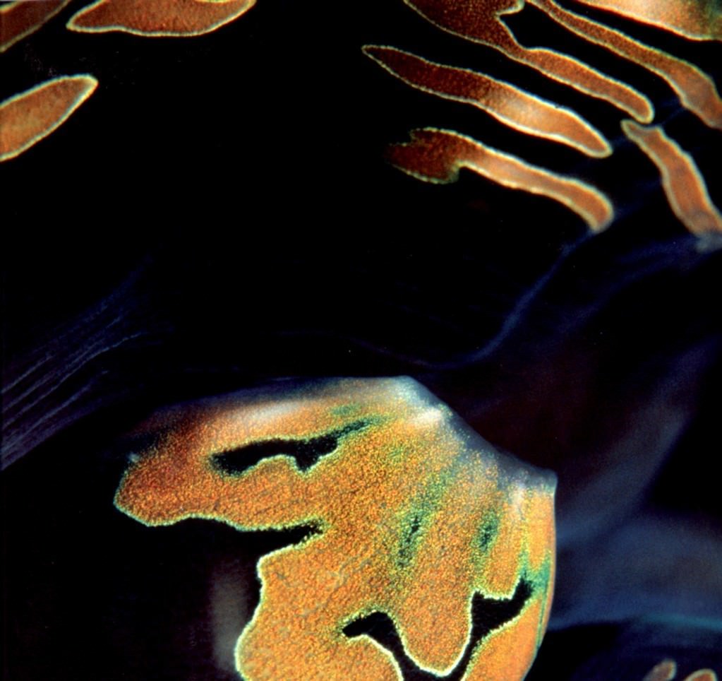 Dos Winkel – Pianeta Marehttps://www.exibart.com/repository/media/eventi/2005/09/dos-winkel-8211-pianeta-mare.jpg