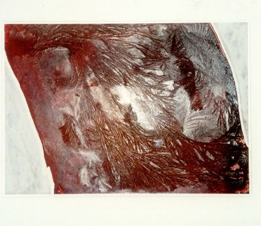 Edward Evans / Nanni Menetti – Natura & Natura