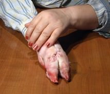 Giuseppe Di Guida – Caeveau