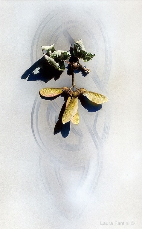 Laura Fantini – Intimità svelate. Una nuova visione della naura mortahttps://www.exibart.com/repository/media/eventi/2005/09/laura-fantini-8211-intimità-svelate.-una-nuova-visione-della-naura-morta-1.jpg