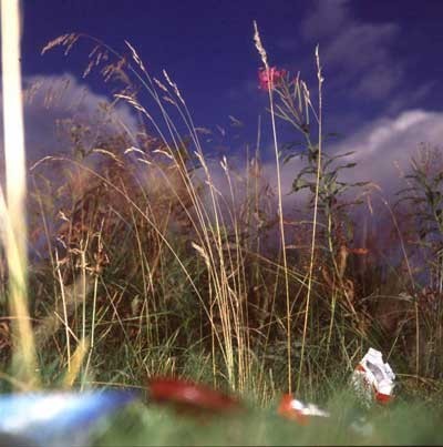 Margherita Del Piano – Rifiuti Margherita Del Piano – Rifiuti