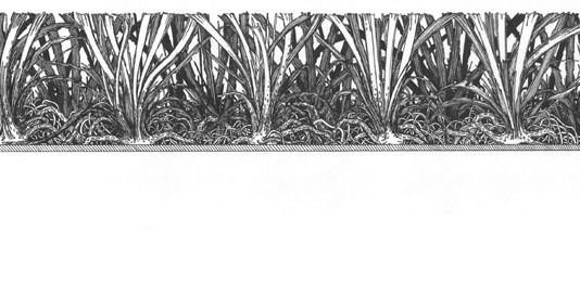 Nicola Toffolini – Forzatamentealverde