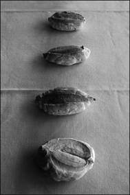 Andrea Bertotti / Giuseppe Maggiora – Pane quotidiano