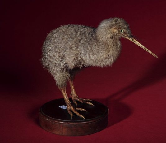 Animali dal Mondo. La collezione dello zoologo Pietro Pavesi 1844-1907 Animali dal Mondo. La collezione dello zoologo Pietro Pavesi 1844-1907