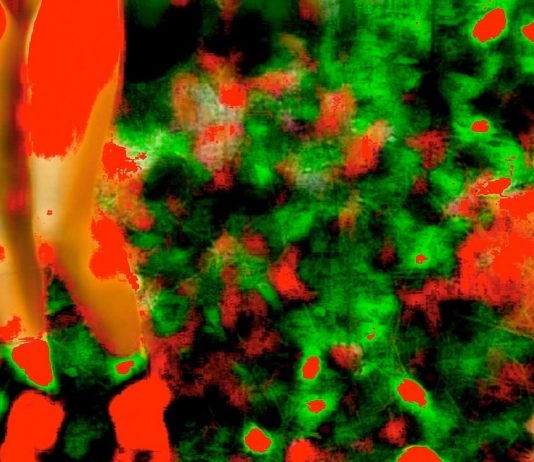 Beat Kuert – Donne Carnivore