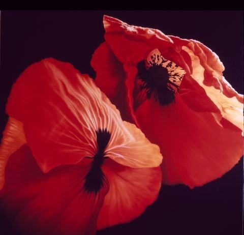 Carlo Ferrari – Las flores del deseo