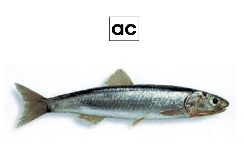 Elisa Cella – Pluricellulare