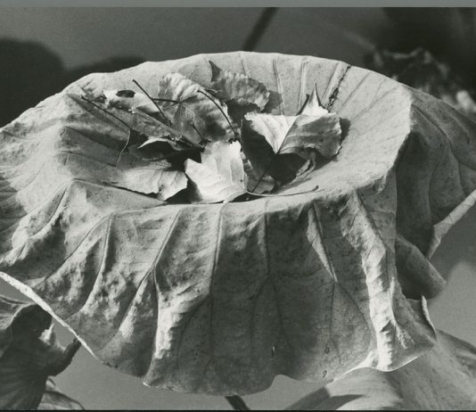 Mario De Biasi – Naturalis Historia