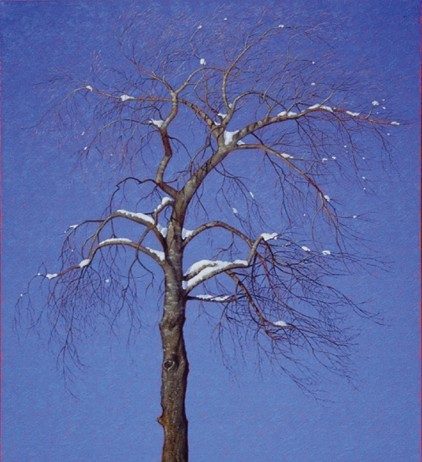 Maurizio Misseroni – L’immagine e la sua ombra