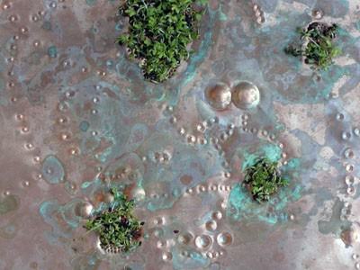 Morena Pedrini – Natura viva, natura morta