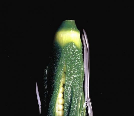 Nipponica 2005 – Una festa per gli occhi. La bellezza del cibo giapponese