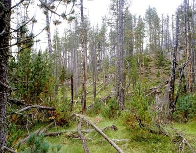 Paola De Pietri / Paola Di Bello – The green fuse