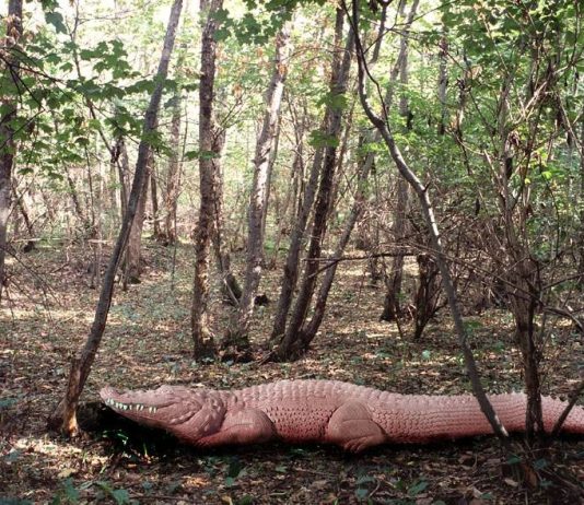 Particelle elementari