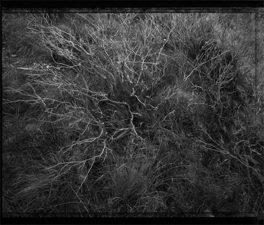 Roberto Schena – Woods