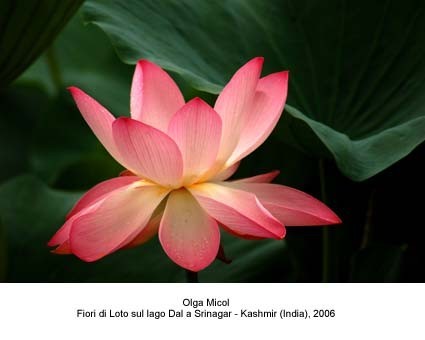 triestèfotografia – Olga Micol