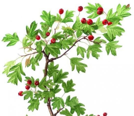 Claudio Giordano – Disegni botanici