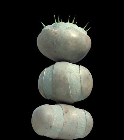 Stefano Grattarola – naturaelineamenta