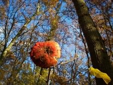 Adam Avikainen – Løyly Ikebana