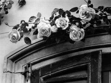 Vittorio Pigazzini – Omaggio alla Rosa