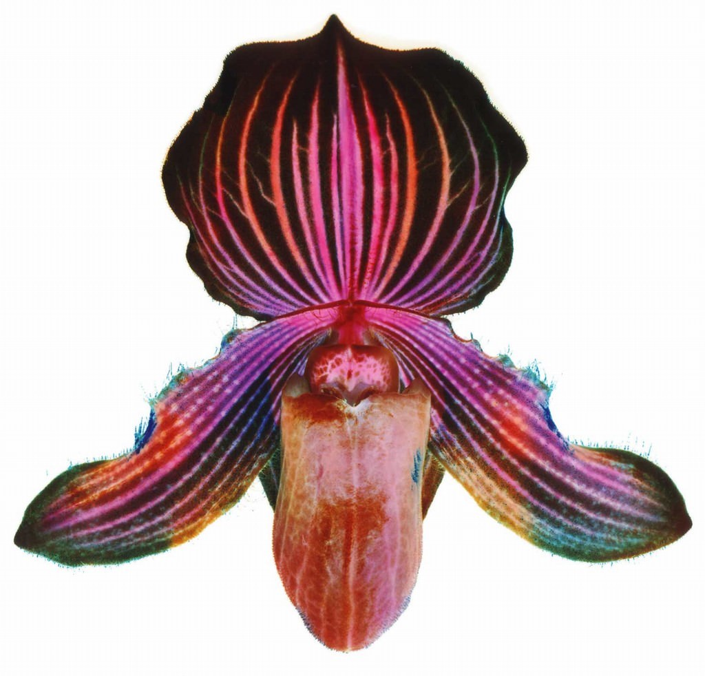 Renato Grome – Essencehttps://www.exibart.com/repository/media/eventi/2006/03/renato-grome-8211-essence.jpg