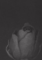 Paolo Dell’Elce – Fiori