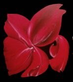 Brunero Burbassi – Dirty Flowers